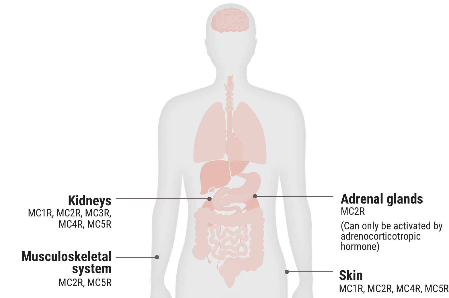 Relative functional potency of Acthar Gel: melanocortin receptors